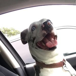 Meet your Posher, Lillie